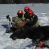 moose