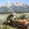 Coby Tetons