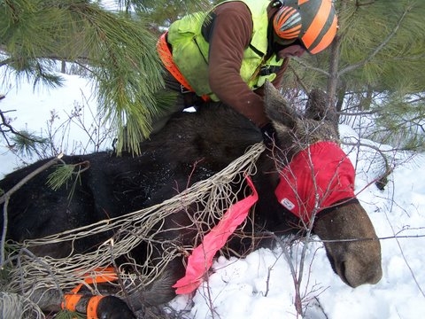 Oregon Moose Captures