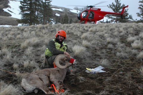 wes and bighorn